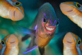 dive with a simile II 